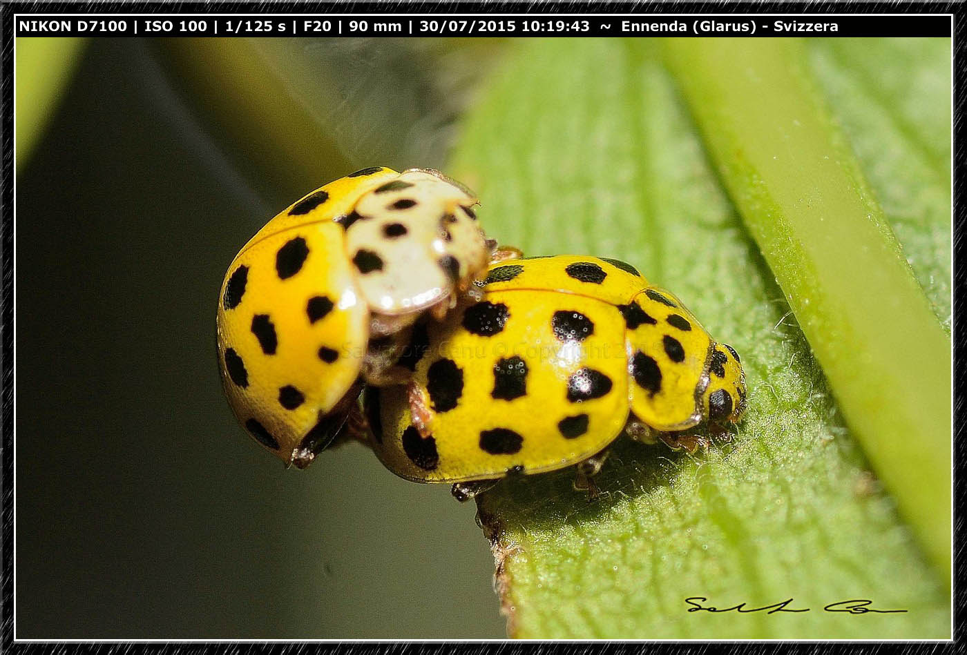 Psyllobora vigintiduopunctata ♂♀